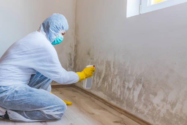 Licensed Basement Mold Remediation service in Lexington, MN - WQB Mold Removal