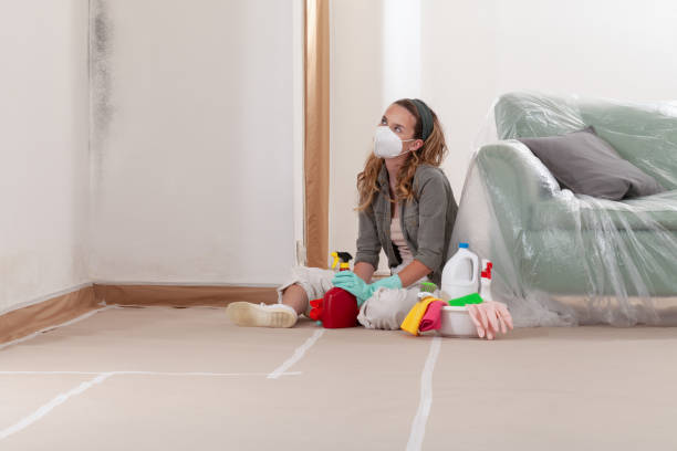 Reliable Basement Mold Remediation contractor in Lexington, MN by WQB Mold Removal